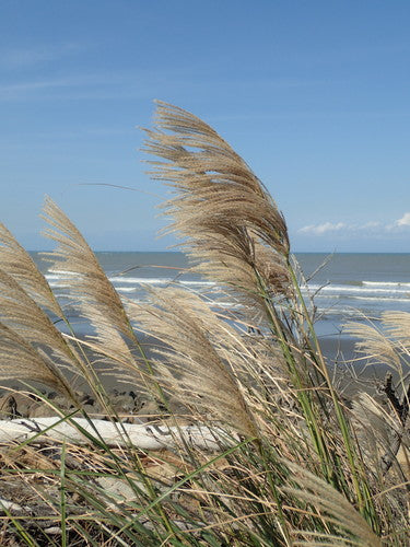 Miscanthus — Bild 3