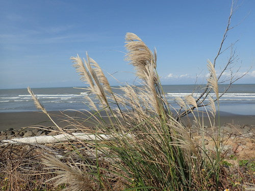 Miscanthus — Bild 2