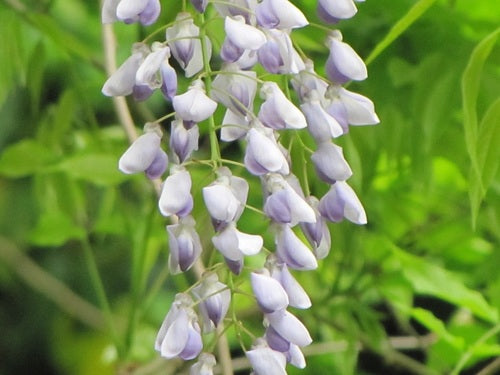 Chinese blauweregen — Bild 5