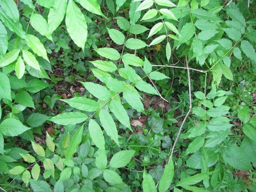 Chinese blauweregen — Bild 4