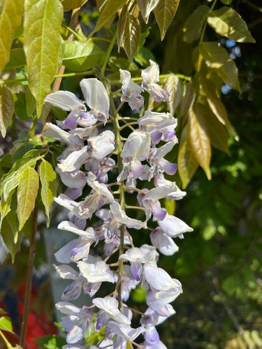 Chinese blauweregen — Bild 2