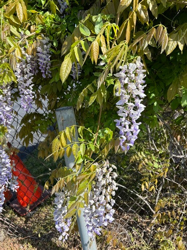 Chinese blauweregen — Bild 3