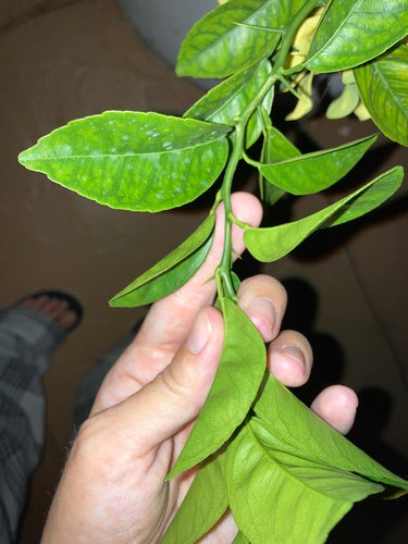 Citruslimonia — Bild 2