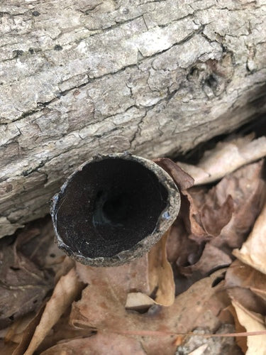 Cladosporium — Bild 2