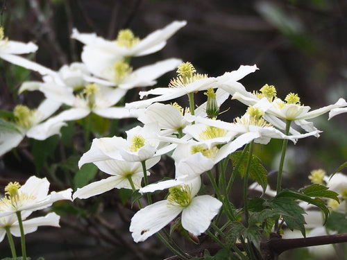 Clematis — Bild 3