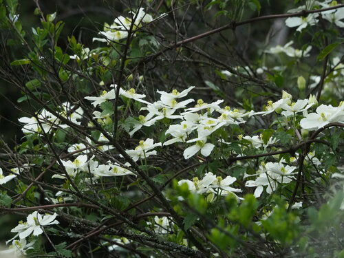 Clematis — Bild 2