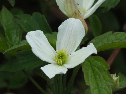 Clematis — Bild 4