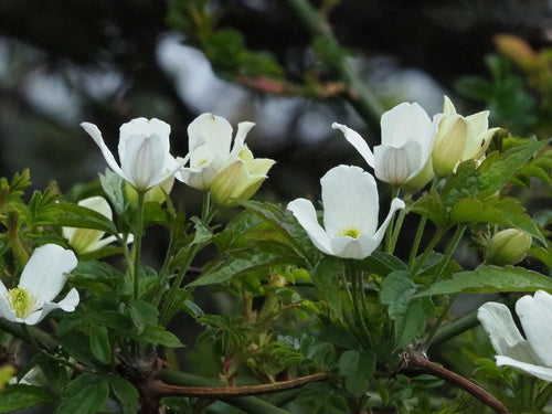 Clematis — Bild 5