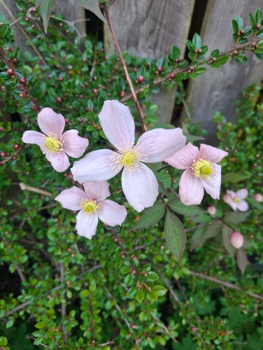 Clematis — foto 3 van 52