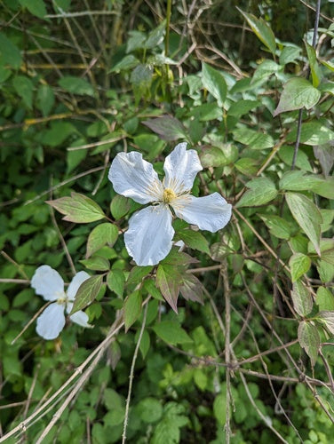 Clematis — foto 5 van 52