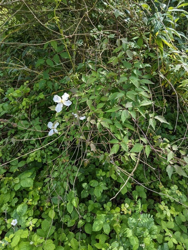 Clematis — foto 4 van 52