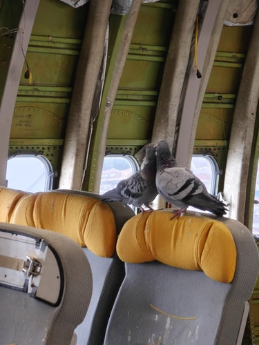 Columba Livia Forma Domestica — Bild 3