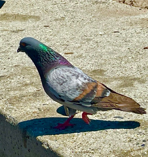 Columba Livia Forma Domestica — Bild 1