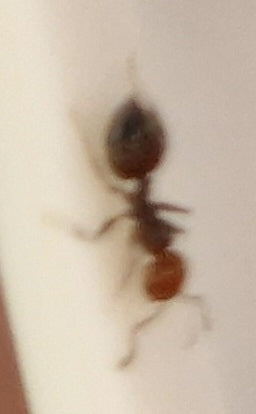 Crematogaster Scutellaris — Bild 5