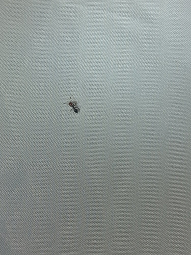 Crematogaster Scutellaris — Bild 3