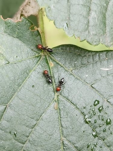 Crematogaster Scutellaris — Bild 2