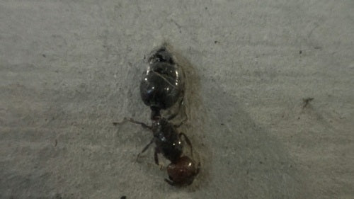 Crematogaster Scutellaris — Bild 4