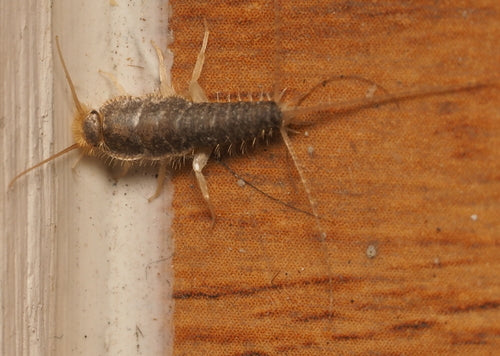 Ctenolepisma Longicaudata — Bild 3