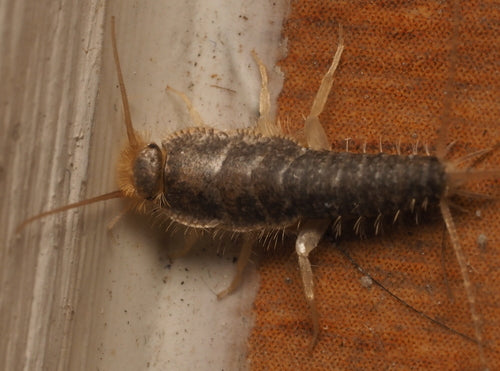 Ctenolepisma Longicaudata — Bild 4