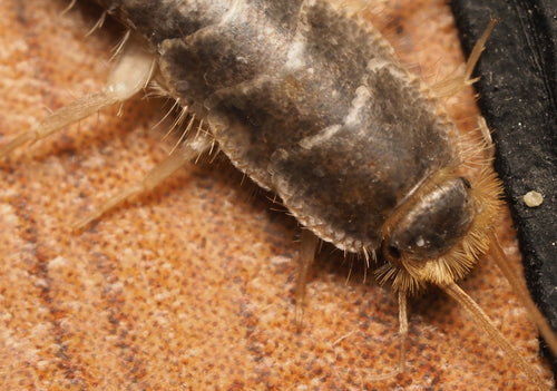 Ctenolepisma Longicaudata — Bild 5