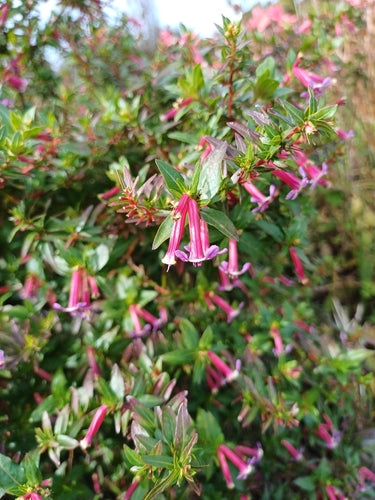 Cuphea — Bild 5