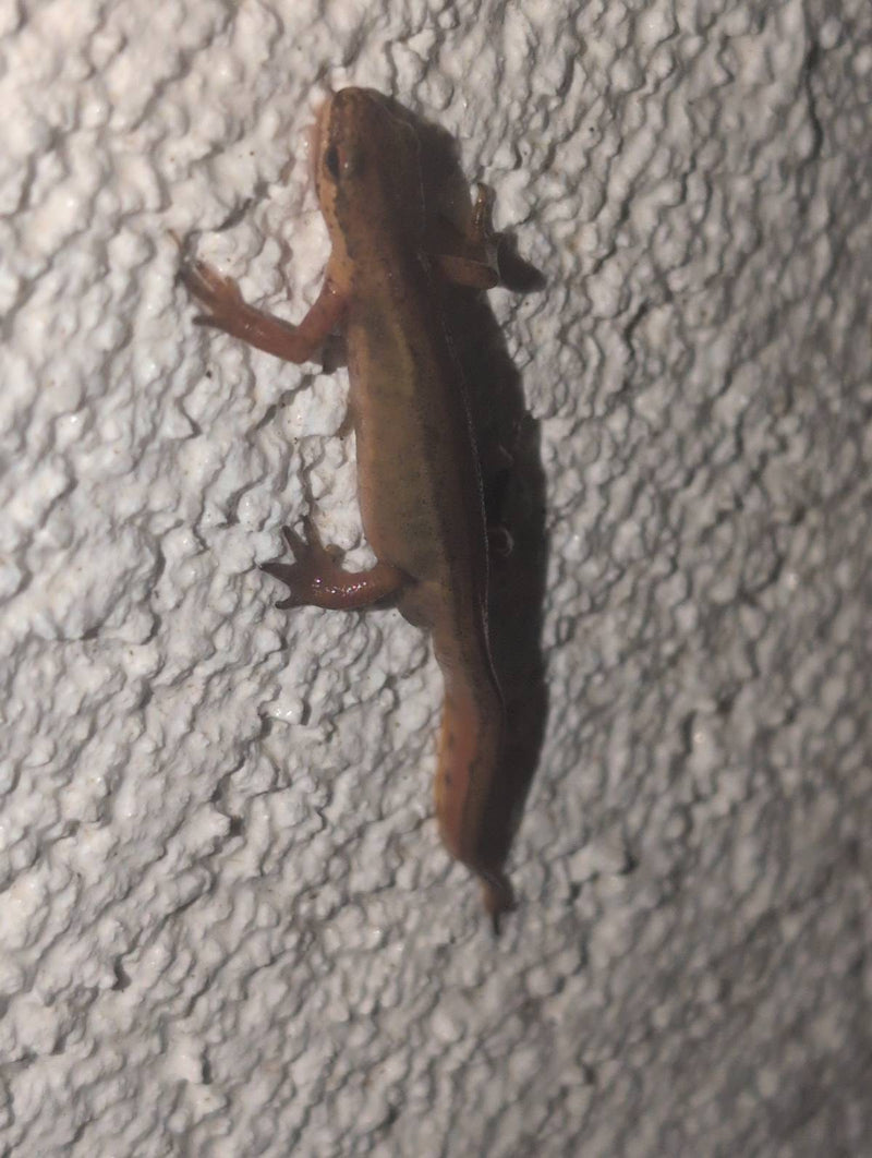 Vijversalamander — Bild 1