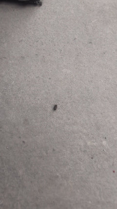 Gemeenschappelijke grafkever – Oberursel (Taunus)