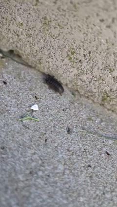 Muur isopod profiel