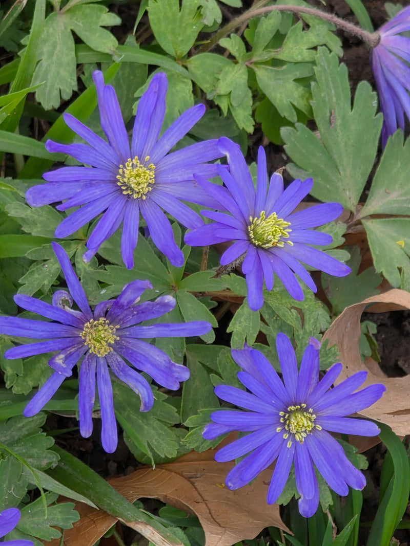 De afbeelding toont verschillende blauw-paarse bloemen van de oosterse anemoon met gele meeldraden. Ze groeien op de bosbodem omringd door groene bladeren.