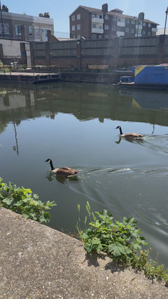 Canadese gans – Groß-London