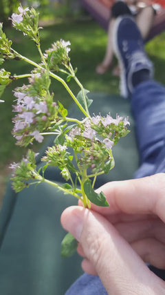 oregano