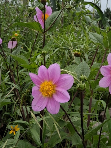 Dahlia's — foto 2 van 12