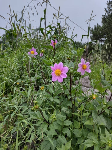 Dahlia's — foto 1 van 12