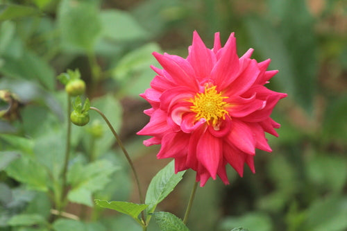 Dahlia's — Bild 2