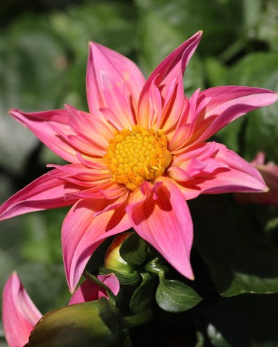 Dahlia's — foto 5 van 12