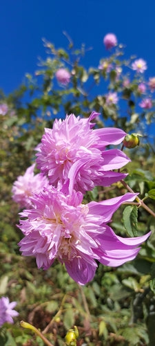 Dahlia's — Bild 4
