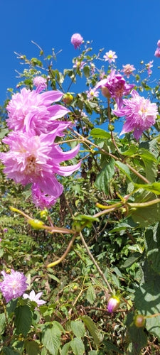 Dahlia's — Bild 3