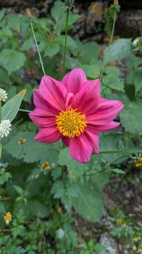 Dahlia's — Bild 1