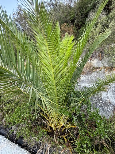 Dadelpalm — foto 3 van 8