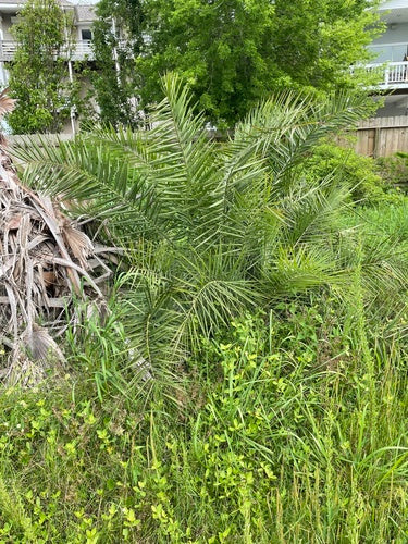 Dadelpalm — Bild 1