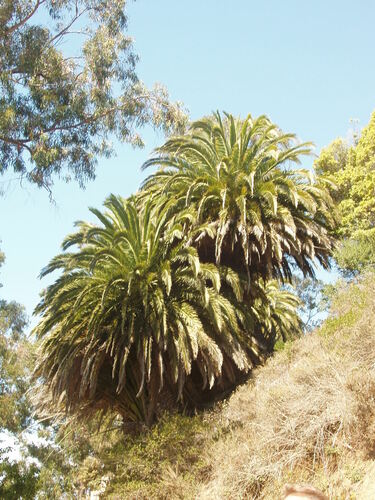 Dadelpalm — Bild 4