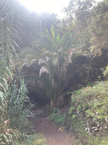 Dadelpalm — Bild 5