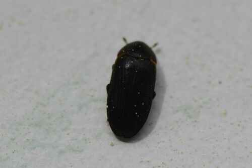 Dermestes tweekleurig — Bild 1