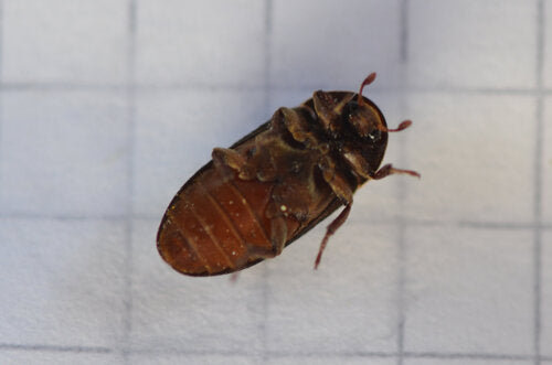 Dermestes tweekleurig — Bild 5