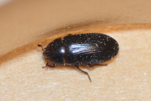 Dermestes tweekleurig — Bild 4