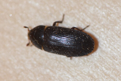 Dermestes tweekleurig — Bild 3