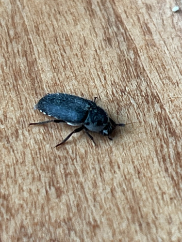 Dermestes Frischi — Bild 4