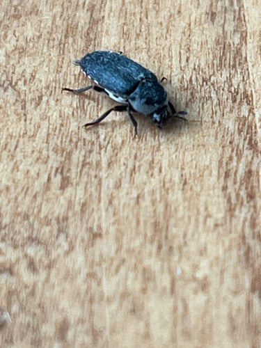 Dermestes Frischi — Bild 3
