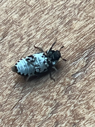 Dermestes Frischi — Bild 1