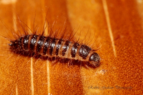 Dermestes Haemorrhoidalis — foto 2 van 8